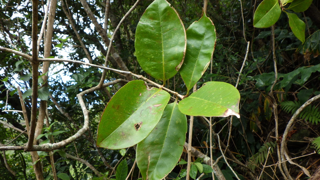 Noronhia broomeana