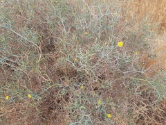 Launaea arborescens