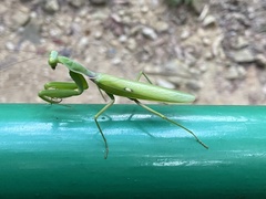 Hierodula patellifera