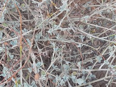 Anthyllis cytisoides