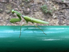 Hierodula patellifera