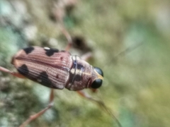 Sympaector ludius