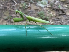 Hierodula patellifera