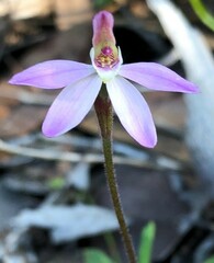 Caladenia fuscata