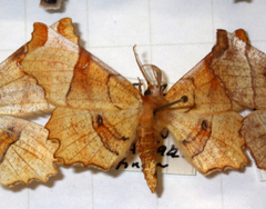 Selenia lunularia