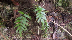Asplenium boltonii