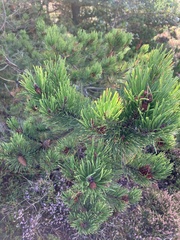 Pinus mugo
