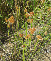 Juncus torreyi