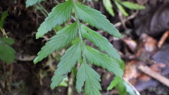 Asplenium boltonii