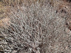 Anthyllis cytisoides