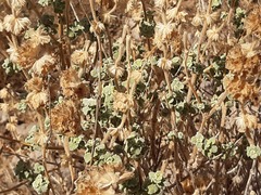 Pseudodictamnus hirsutus