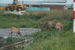 Cervus nippon yesoensis