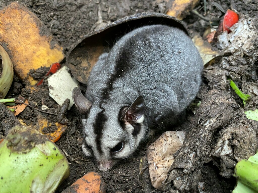 Sugar Glider from St Andrews VIC 3761, Australia on September 13, 2022