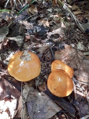 Suillus grevillei