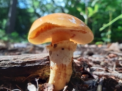 Suillus grevillei