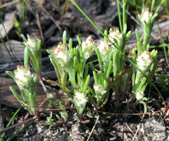 Blennospora drummondii