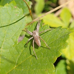 Pisaura