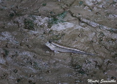 Periophthalmodon septemradiatus