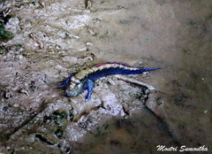 Periophthalmodon septemradiatus