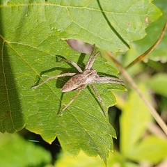 Pisaura