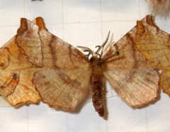 Selenia dentaria
