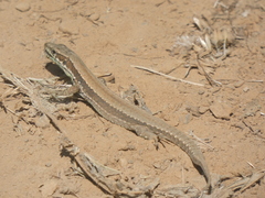 Podarcis muralis