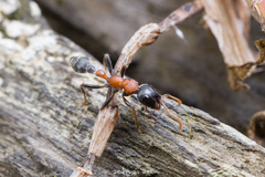 Tetraponera rufonigra
