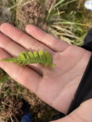 Polypodium vulgare