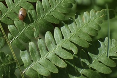 Pteridium