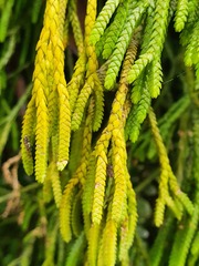 Phlegmariurus varius