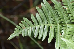 Pteridium