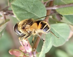 Eristalis horticola