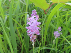 Asparagaceae