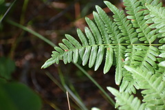 Pteridium