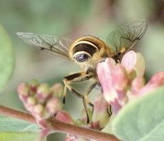 Eristalis horticola