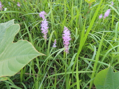 Asparagaceae