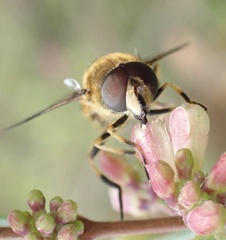 Eristalis horticola