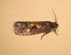 Cryptaspasma sordida
