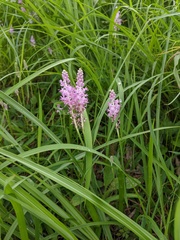 Asparagaceae