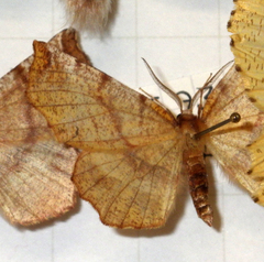 Selenia dentaria