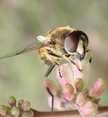 Eristalis horticola