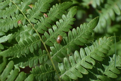 Pteridium