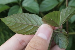 Causonis japonica