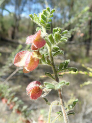 Dodonaea boroniifolia