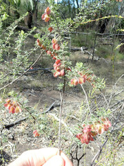 Dodonaea boroniifolia