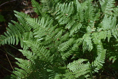 Pteridium