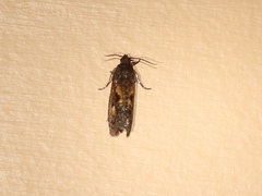 Cryptaspasma sordida