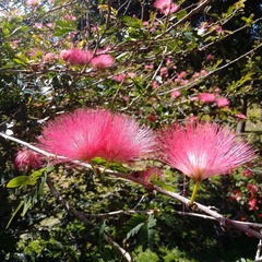 Calliandra surinamensis