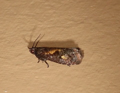 Cryptaspasma sordida