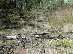 Dodonaea boroniifolia